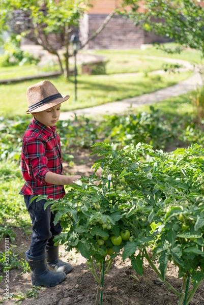 Fototapeta A little boy in a plaid shirt and a straw hat helps in the garden. He is standing next to a bed of tomatoes.