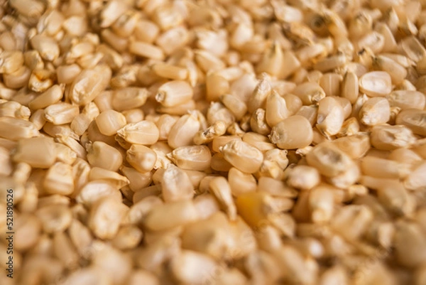 Obraz Corn - Maiz - Grain - Grano
