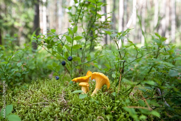 Fototapeta Edible mushrooms. Close up of chanterelle mushrooms in a forest