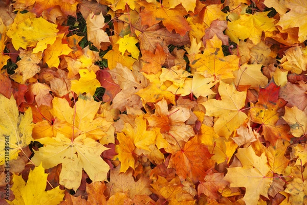 Fototapeta Autumn colorful orange, red and yellow maple leaves as background Outdoor.