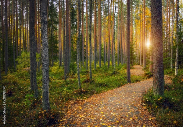 Fototapeta Pathway in the forest at autumn in Karelia. Beautiful colorful landscape.