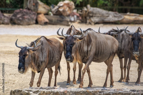 Obraz gnu in the zoo