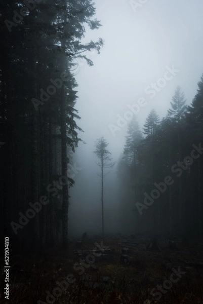 Obraz fog in the forest