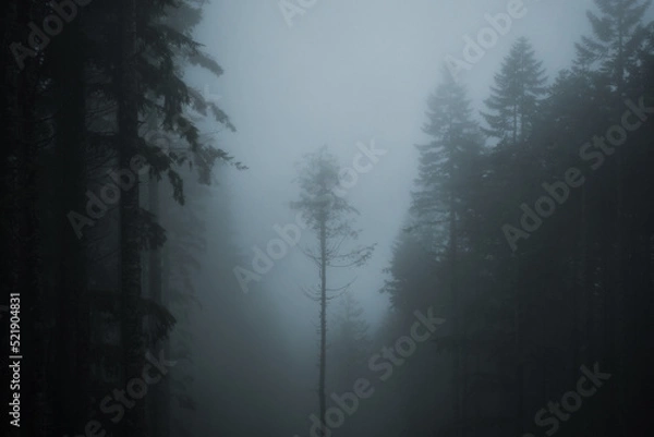 Obraz fog in the forest
