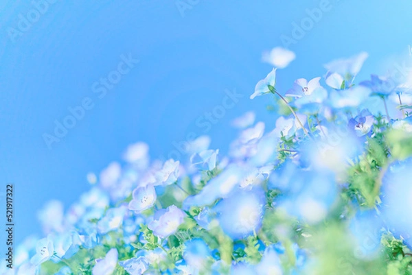 Fototapeta 鳴門市ウチノ海公園に咲いたネモフィラ