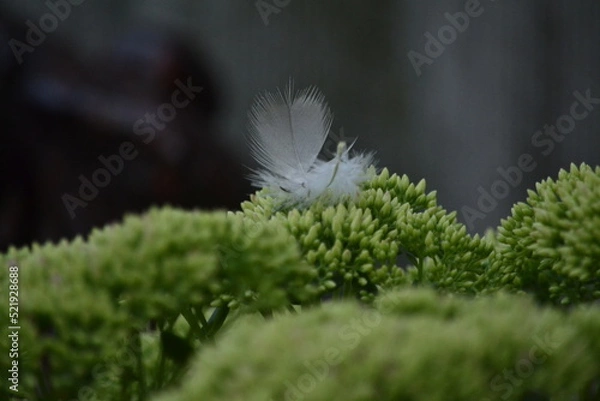 Obraz перышко