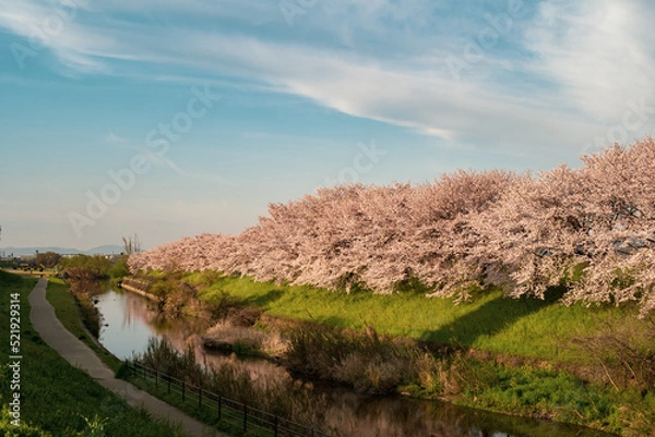 Obraz 京都・桂川沿いの桜並木