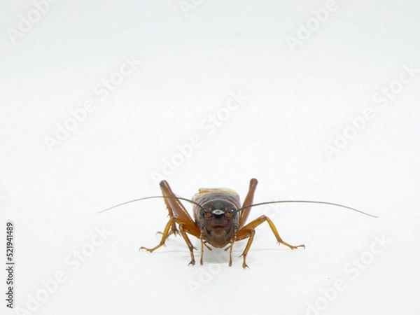 Obraz 正面から見たフタホシコオロギの顔