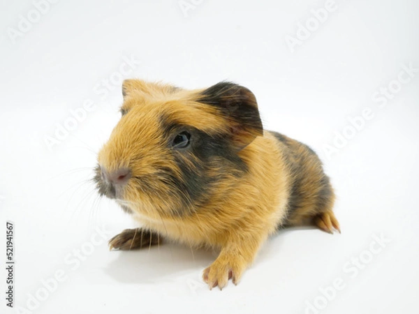 Obraz クレステッドモルモットのベビー