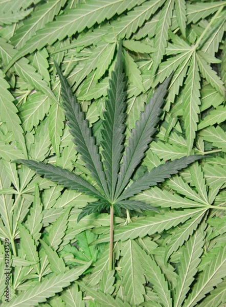 Obraz marijuana leaf background