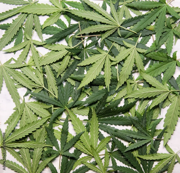 Obraz cannabis leaf on white background