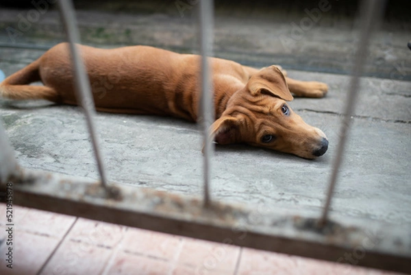 Obraz brown and black puppy looking at something