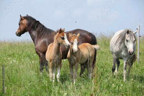 Fototapeta Two mares with two foals