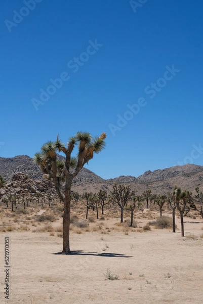Fototapeta Parc national de Joshua Tree avec ses cactus