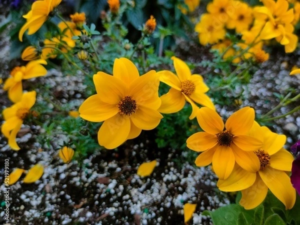 Obraz yellow flowers