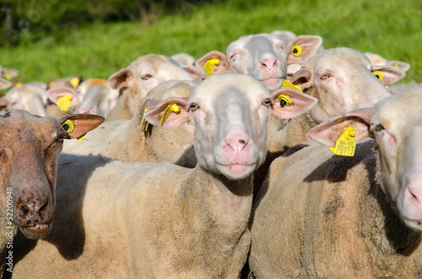 Obraz Brebis, mouton, troupeau