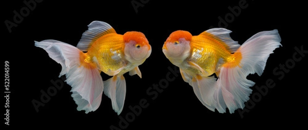 Obraz Goldfish Oranda on black background.