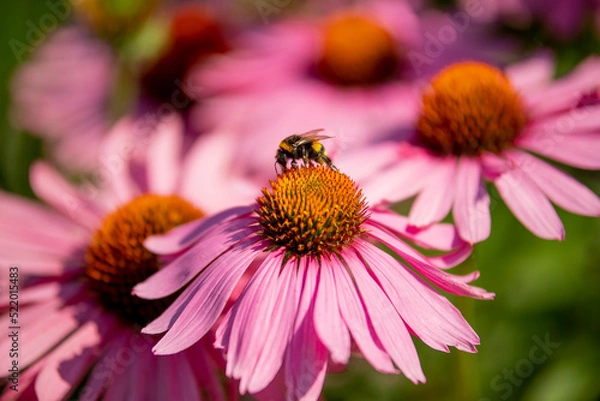 Obraz Jeżówka purpurowa Magnus