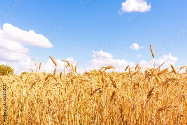 Obraz Gold wheat field and blue sky. Crops field. Selective focus