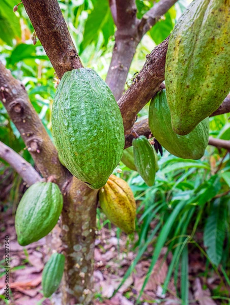 Fototapeta Raw green cacao pods harvesting. Green color cocoa fruit hanging on a tree cocoa