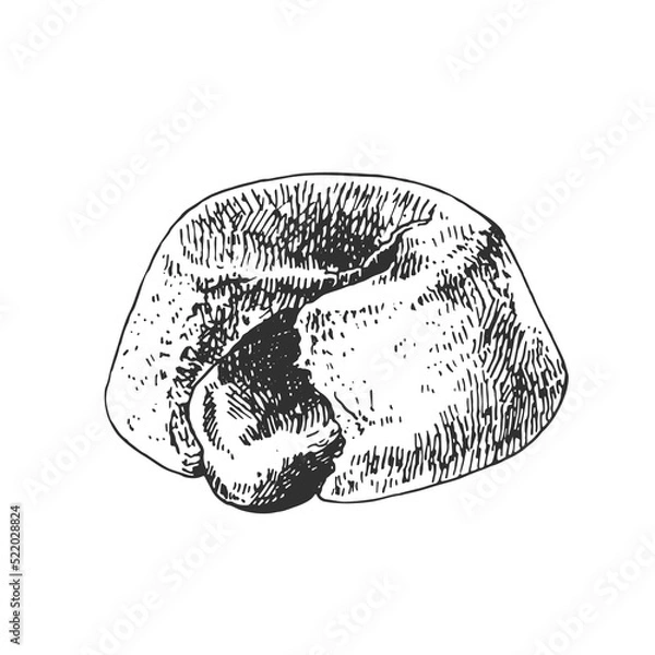 Obraz hand drawn vector fresh french fondant dessert