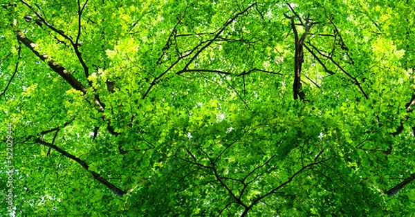 Fototapeta Tree crown with branches and green leaves