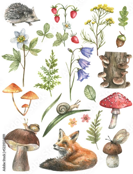 Obraz Forest set - fly agaric, mushrooms, strawberries, ferns, fox and hedgehog illustrations isolated on white background. Set of hand drawn watercolor forest illustrations.