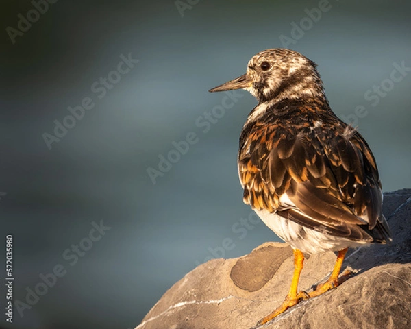 Obraz Ruddy turnstone