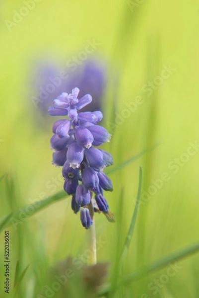 Obraz Traubenhyazinthe