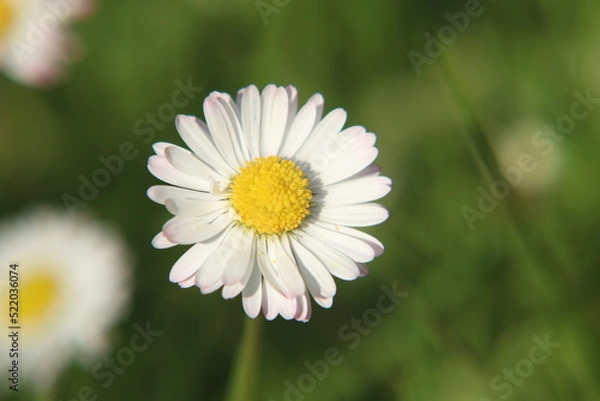 Obraz Gänseblümchen