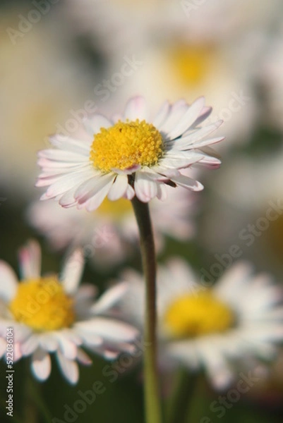 Obraz Gänseblümchen