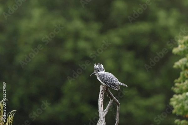 Obraz 北海道にいる夏のヤマセミ