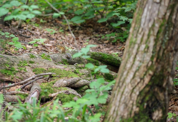 Fototapeta Chipmunk in the woods. Selective focus with shallow depth of field.