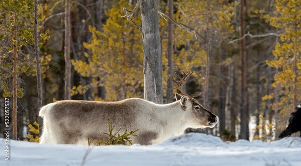 Fototapeta Reindeer in Sweden