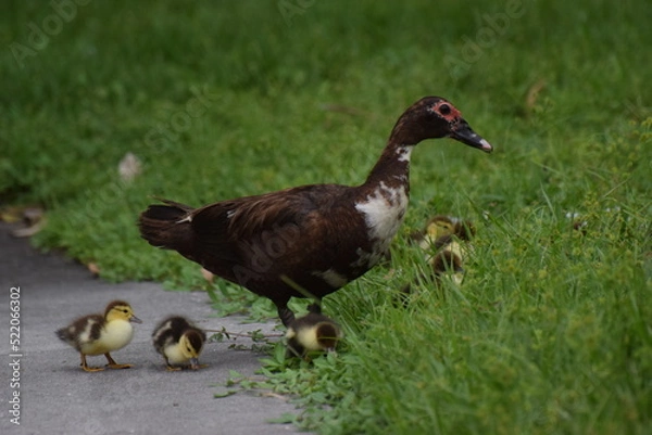 Obraz Mama and babies - ducks