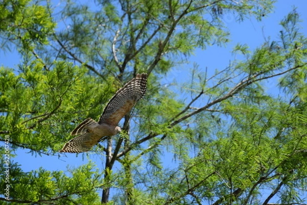 Obraz Red Shoulder Hawk