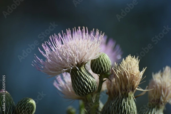 Obraz Thistle