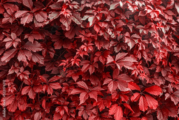Obraz Red autumn leaves of maiden grapes