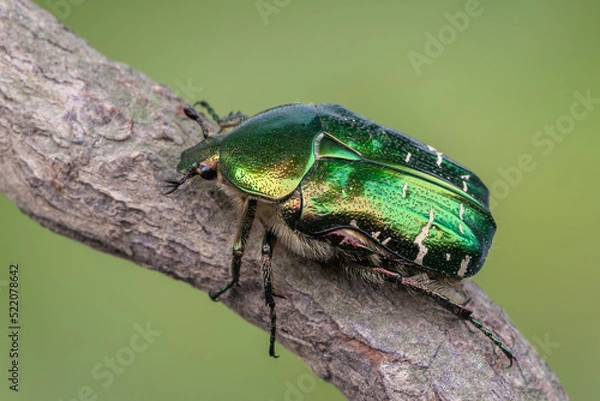 Obraz green rose chafer - Cetonia aurata