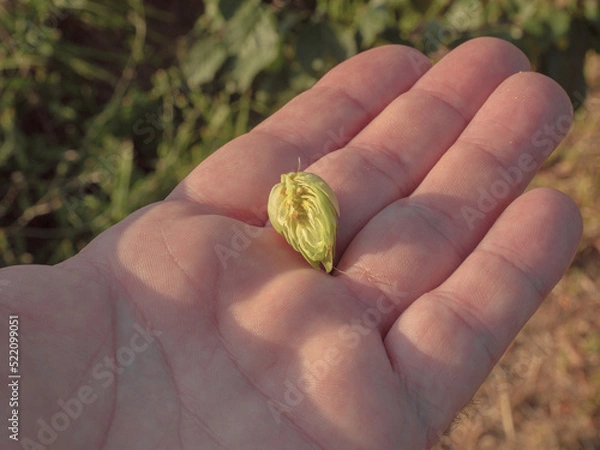 Fototapeta The open hop cone on the palm of your hand
