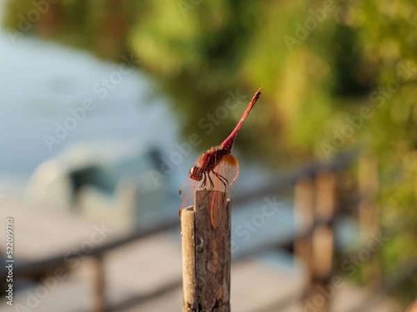 Fototapeta Dragonfly is an indicator of the cleanliness of a natural environment.