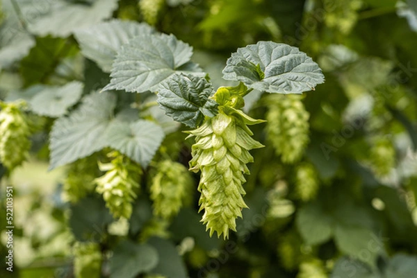Fototapeta Hops cones hang from a vine on a farm.