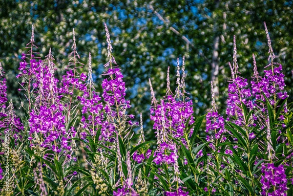 Fototapeta Background - Partly blurred fireweed - Chamerion angustifolium - in Alaska - First wildflower to come back after forest fires
