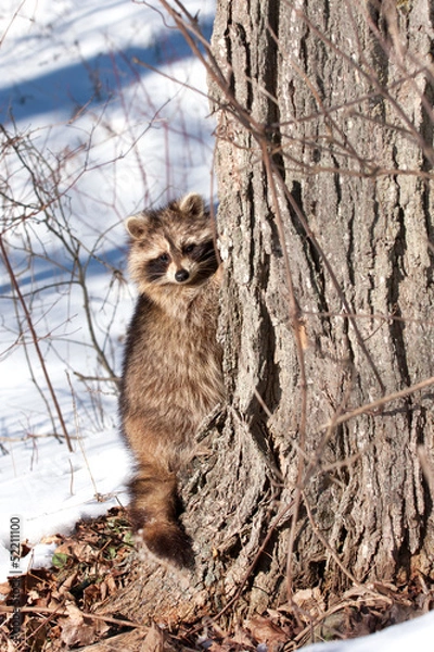 Obraz raccoon in winter