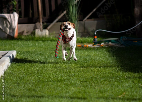 Obraz jack russell terrier running