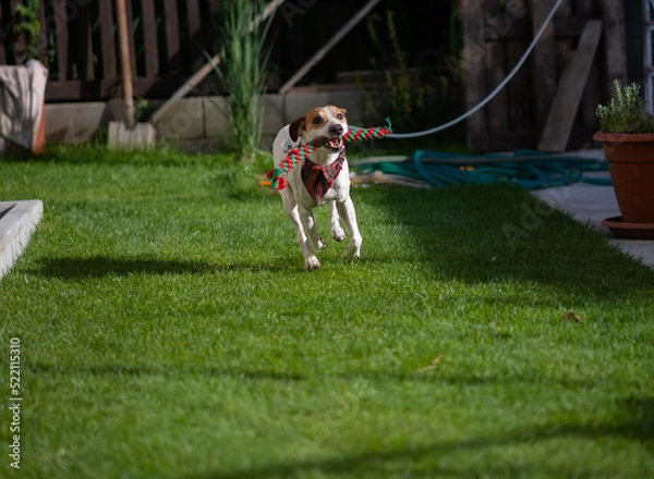 Obraz dog running on the grass