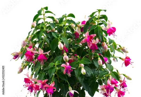 Obraz blooming fuchsia growing in a pot isolated on white background