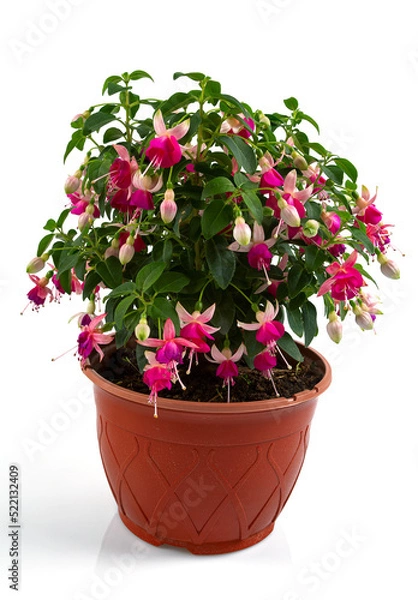 Obraz blooming fuchsia growing in a pot isolated on white background