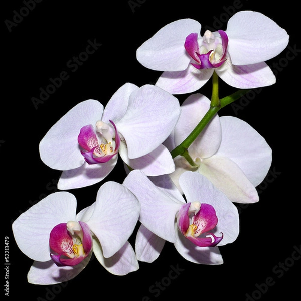 Obraz Five pink orchids on a branch