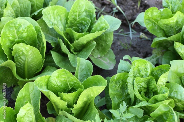 Fototapeta lettuce in field
